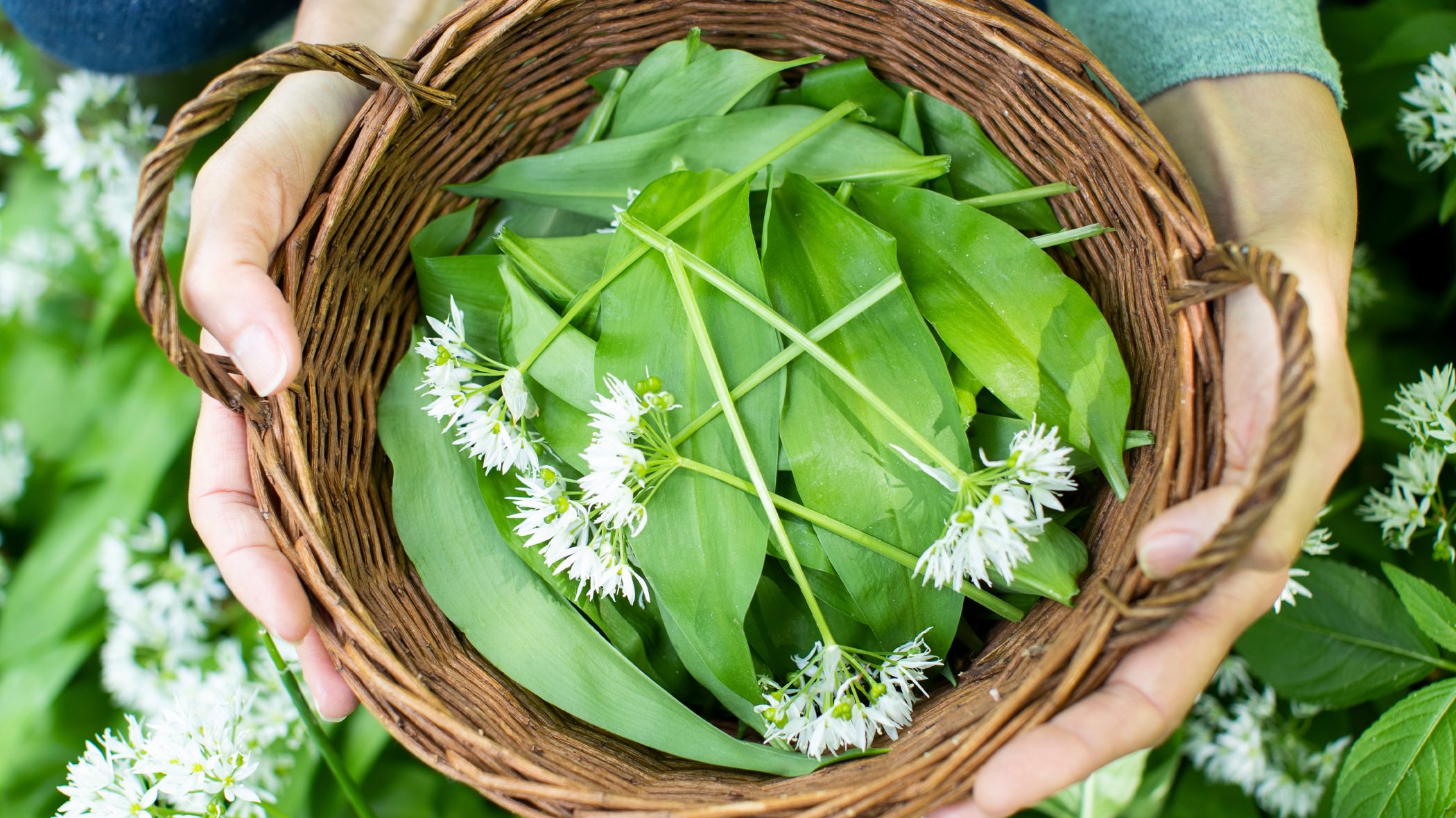Freshly foraged garlic on a bed of leaves in a wicker basket