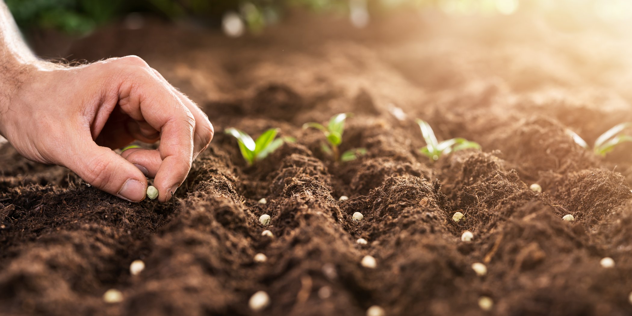Rich soil in morning sun with rows of seeds carefully planted