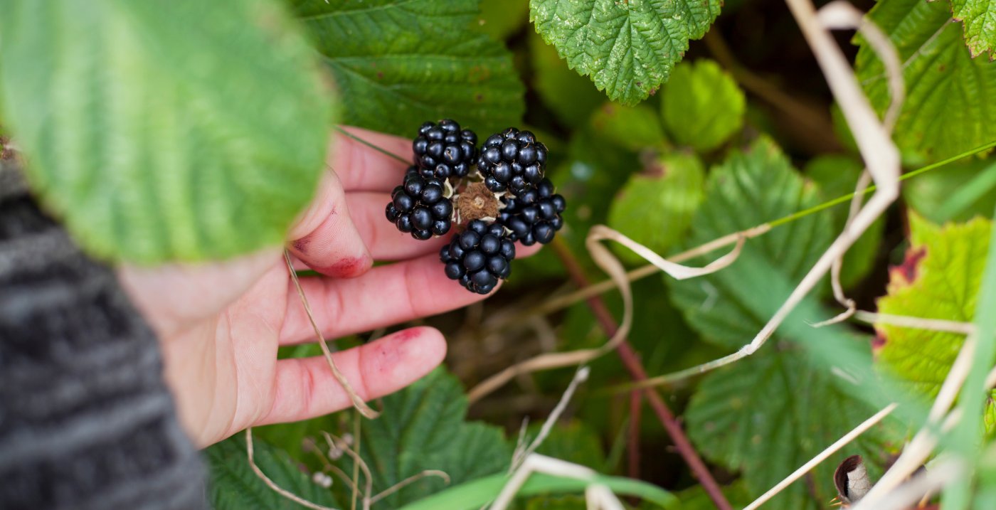 Ripe Blackberries being cradled by forager before being picked