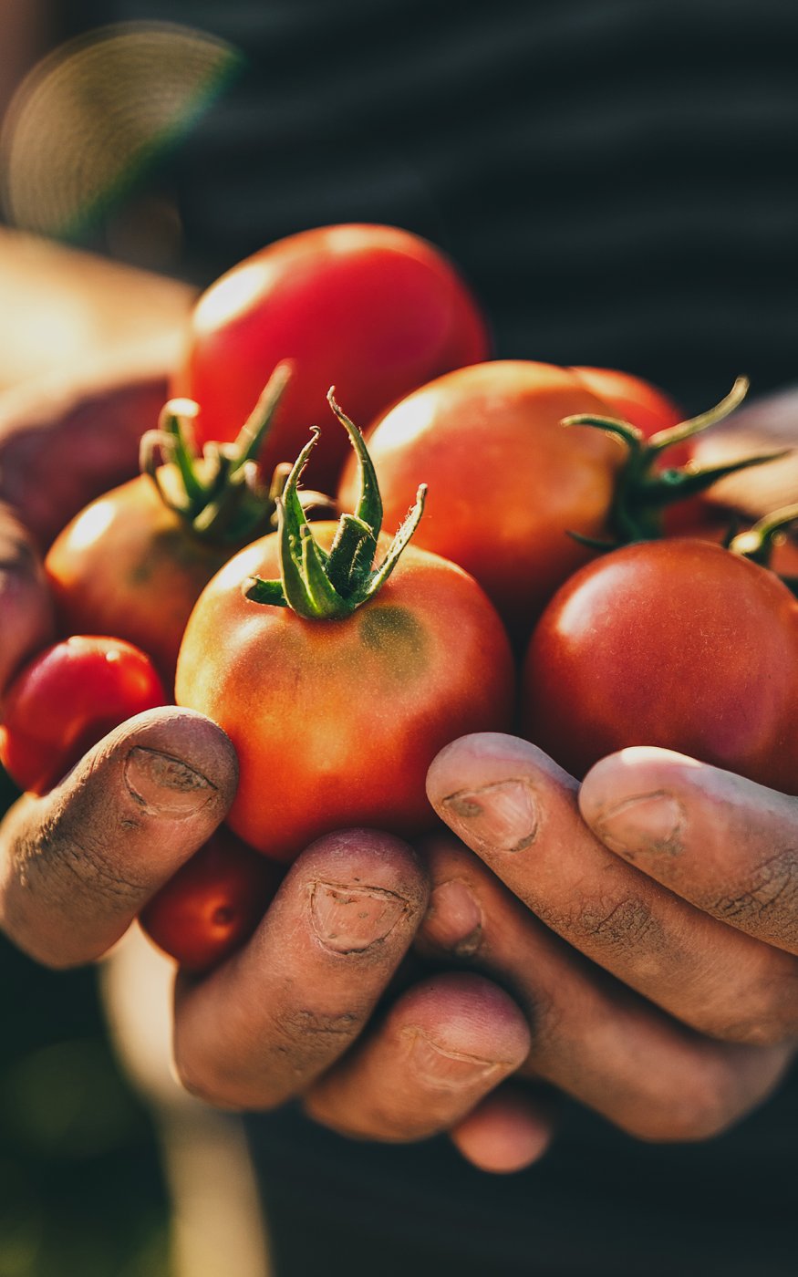 Freshly picked tomatoes being cradled in soiled hands