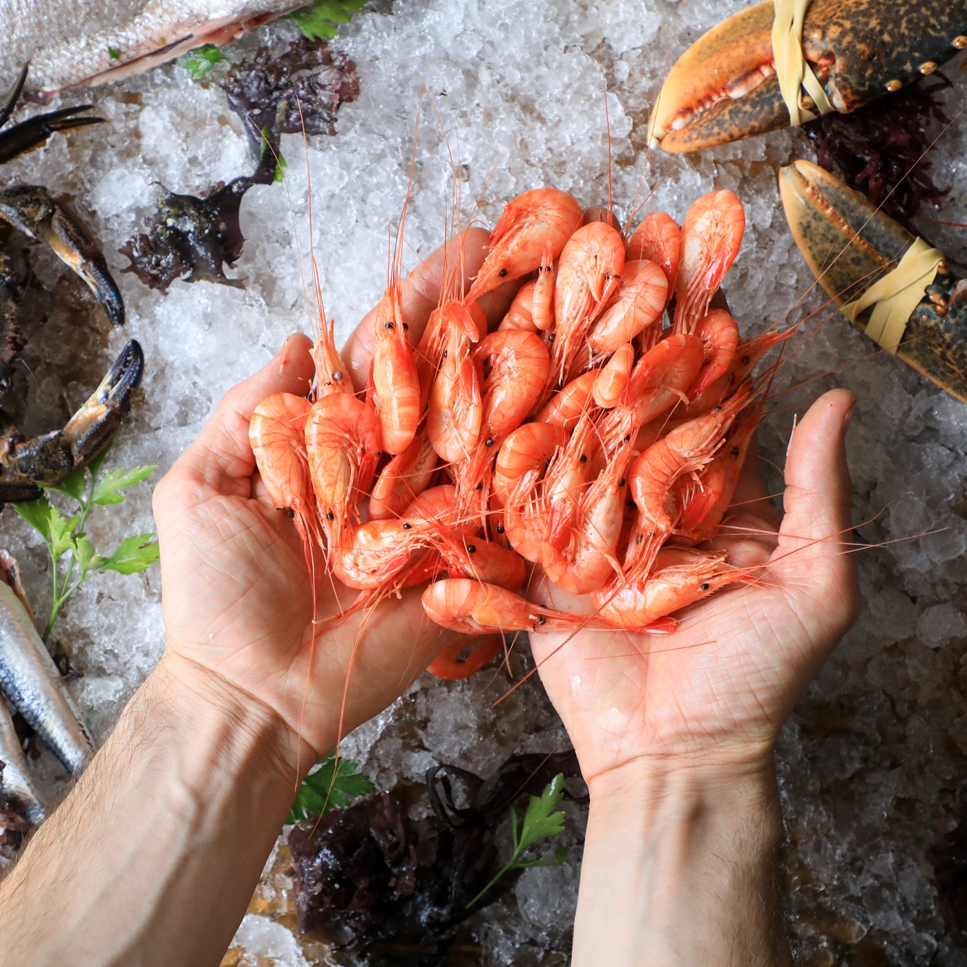 A handful of fresh tiger prawns grabbed from a fishmonger's freezer, surrounded by crabs, lobster and small fish