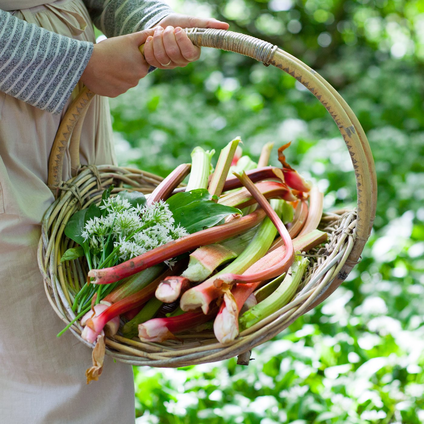 A lady foraging in the countryside carrying a basket of freshly picked rhubarb