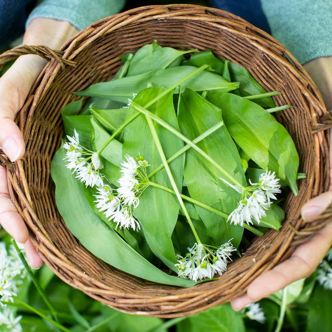 Freshly foraged garlic on a bed of leaves in a wicker basket