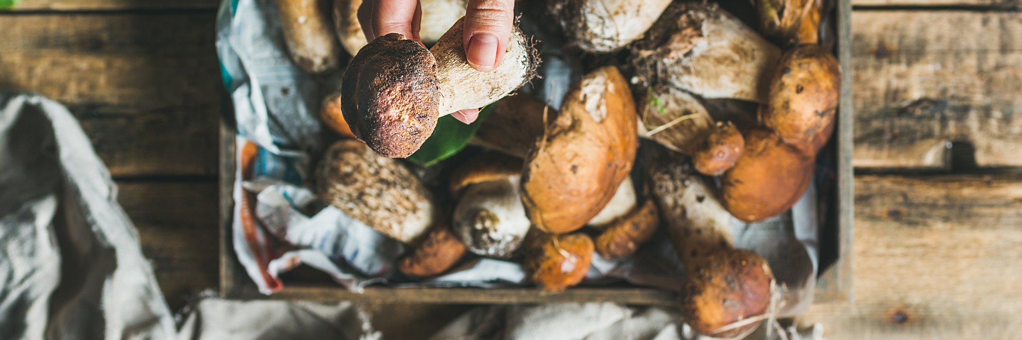 Hand holding a freshly foraged mushroom with a basket of more mushrooms in the background